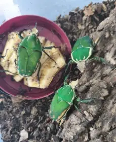 Mecynorrhina torguata imaculicollis ( (MTI) - samci