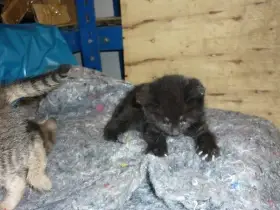 Krásná koťátka