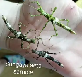 Prodám strašilky