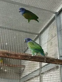 Amazonek modrohlavy