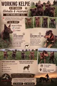 Working kelpie