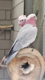 Prodám letošní 2,4 Kakadu růžový
