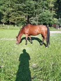 Klisna jako společník
