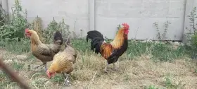 Česká zlatá kropenka - kohoutci