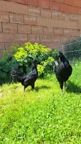 Pár Ayam Cemani