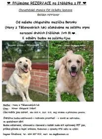 Zlatý retrívr - štěňata s PP 