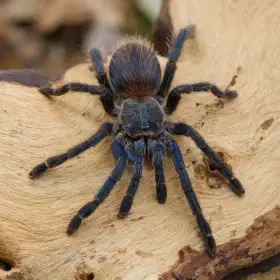 Lasiocyano (ex. Pterinopelma) sazimai  (3. - 4. svlek)