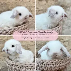 Minilop zakrslý beránek 6 miminek k rezervaci