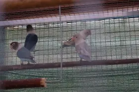 Agapornis škraboškový