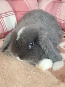 Prodám samičku zakrslého beránka minilopa