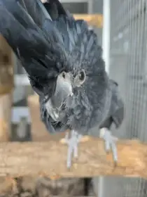 1-1 Kakadu Banksii