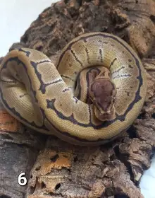 Krajta Královská-Python Regius