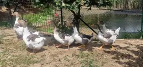Prodám mladé letošní pomořanské