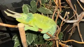 Trioceros jacksonii xantholophus