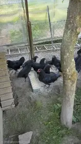Prodám kohouty australky černé
