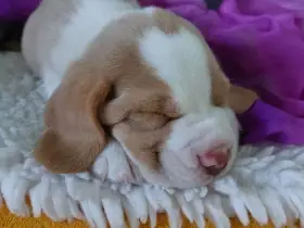 Štěňátka bíglů beagle