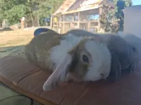 Minilop zakrslý beránek