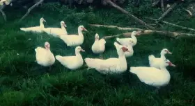 Kachňata - Kachna pižmová, čínská, husokachna, čínka