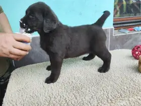 Nabídka labradorského retrievera