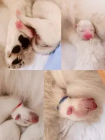 Štěňátka plemene Samojed s PP
