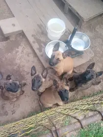 Belgický ovčák malinois - holandský ovčák