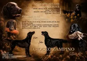 Predaj Flat coated retriever