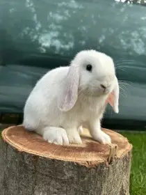 Minilop králíček zakrslý beránek