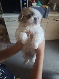 Štěňata pekíneza