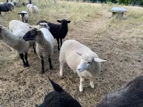 Nabízím jehničky