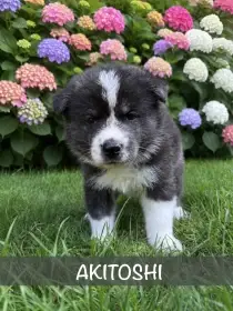 Akita Inu s PP (fci/čmku) – štěňata z CHS Delight