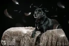 Opus k adopci