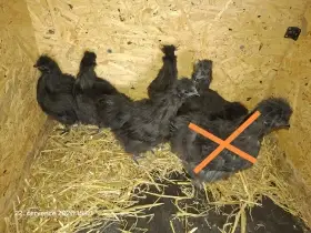 Hedvábnička zdrobnělá