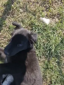 K adopci 7m štěně pejska