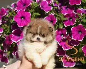 Pomeranian Boo – nádherná štěňata