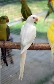Alexandři malí (mláďata)