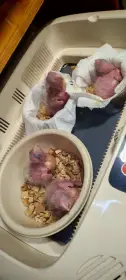 Amazonek bělobřichy