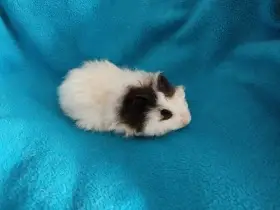 Malá morčátka vhodná na domácí mazlíčky(2 měsíce)