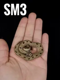 Heterodon Nosatý