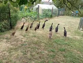 Indický běžec