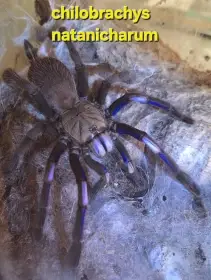 Prodám i vyměním