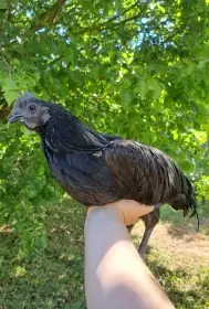 Kohouti Ayam Cemani