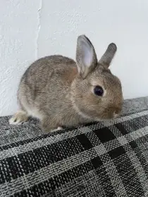 Daruji králíka
