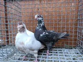 Pražský krátkozobý rejdič