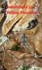 Isopody Ardentiella (ex Merulanella) a jiné