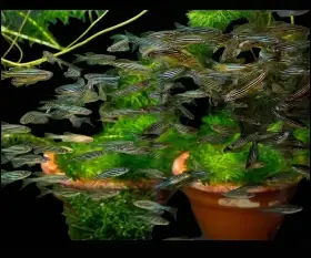 Danio pruhované dlouhoploutvé (danio rerio longfin)