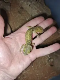 Strophurus, Nephrurus, Heteronotia