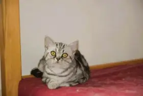 Mia