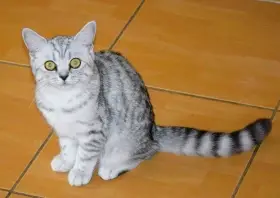Merlin