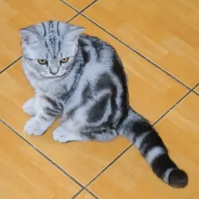 Monty