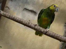 Amazoňan žlutobřichý